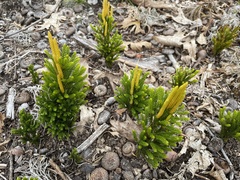 Dendrolycopodium hickeyi