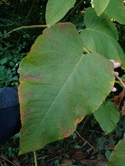 Reynoutria sachalinensis