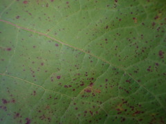 Reynoutria sachalinensis