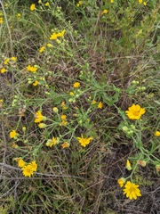 Heterotheca subaxillaris