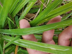 Ophiomyia kwansonis