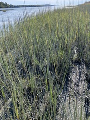 Sporobolus alterniflorus