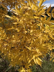 Fraxinus pennsylvanica