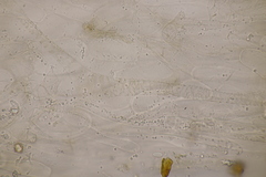 Entoloma subradiatum