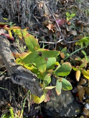 Hypericum fraseri