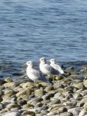 Larus brachyrhynchus