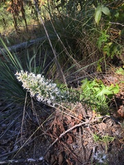 Liatris hesperelegans