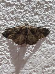 Peribatodes ilicaria