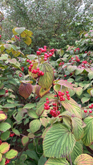 Viburnum dilatatum