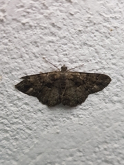 Peribatodes ilicaria