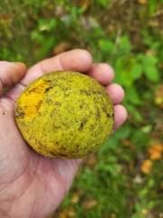 Juglans nigra