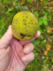 Juglans nigra