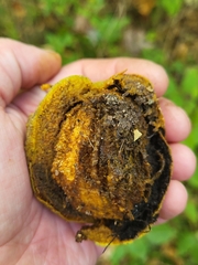 Juglans nigra
