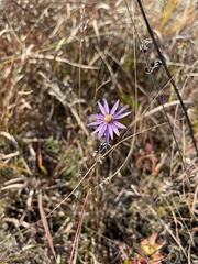 Symphyotrichum sericeum