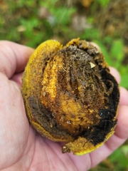 Juglans nigra