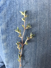 Euphorbia glyptosperma