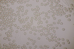 Entoloma subradiatum