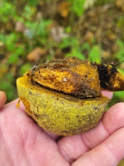 Juglans nigra