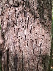 Juglans nigra