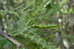 Korthalsella complanata