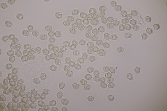 Entoloma subradiatum