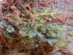Ericaria selaginoides