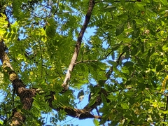 Juglans nigra