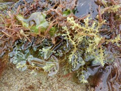 Ericaria selaginoides