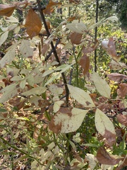 Fraxinus latifolia