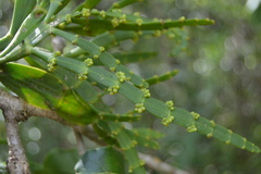 Korthalsella complanata