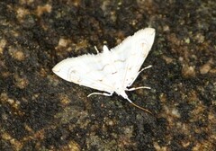 Acentropinae
