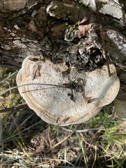 Trametes trogii