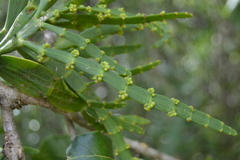 Korthalsella complanata