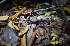 Plethodon shermani