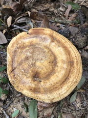 Ganoderma curtisii