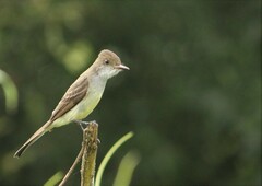 Myiarchus swainsoni