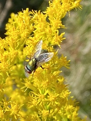 Lucilia coeruleiviridis