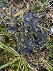 Peltigera collina