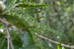 Korthalsella complanata