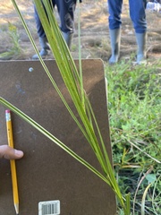 Sporobolus michauxianus
