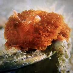 Madrella ferruginosa
