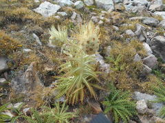 Cirsium funkiae
