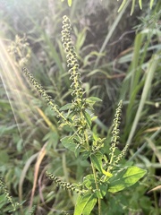Ambrosia