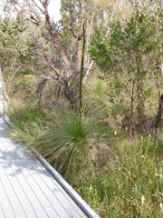 Xanthorrhoea preissii