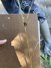 Bolboschoenus robustus