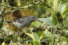 Thamnophilus caerulescens
