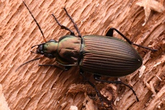 Poecilus