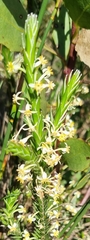 Struthiola ciliata