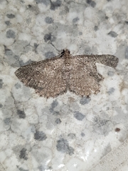 Rhoptria asperaria