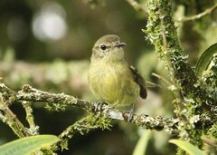 Phylloscartes ventralis